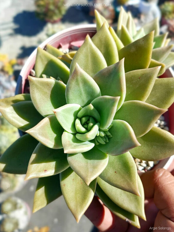 Graptoveria 'Citrina'