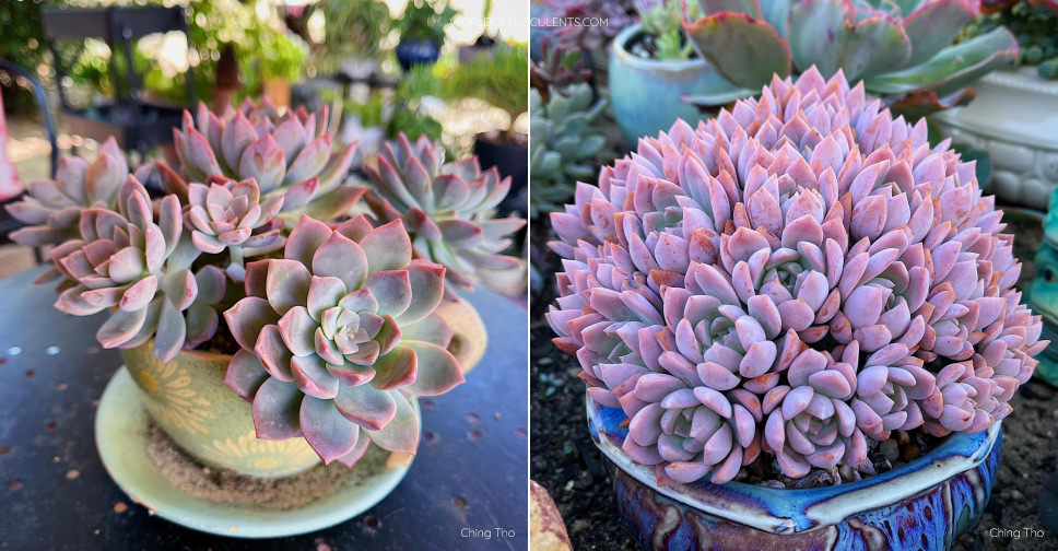 ×Graptoveria 'Milky Way' - World of Succulents