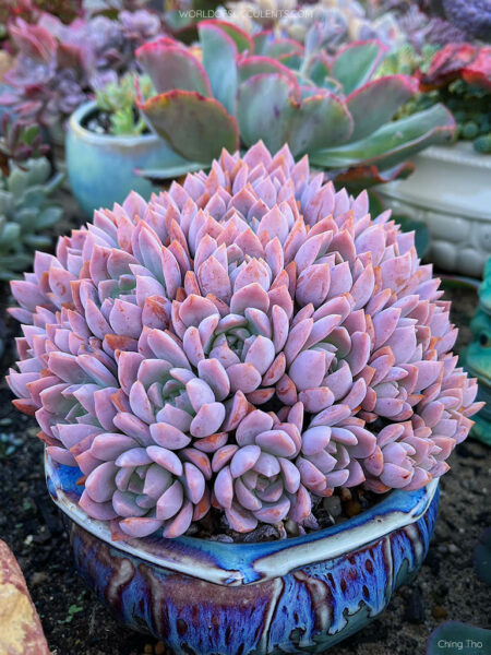 ×Graptoveria 'Milky Way' - World of Succulents