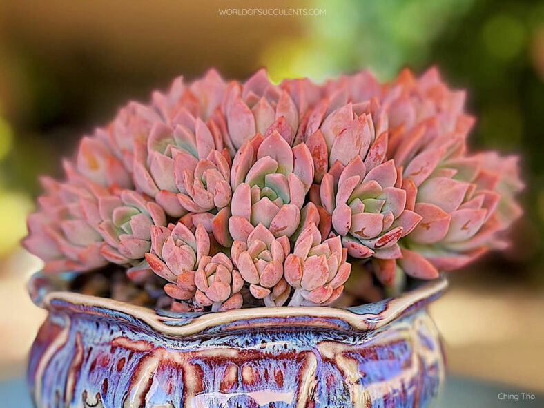 Graptoveria 'Milky Way'