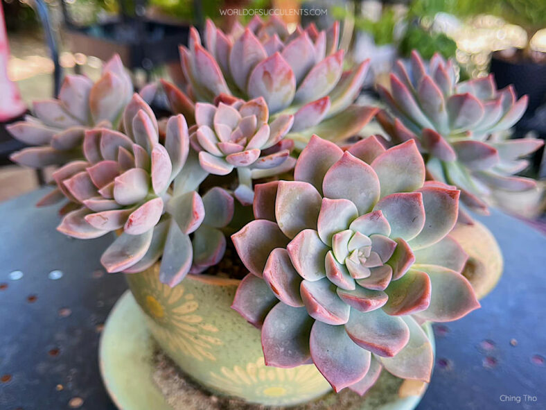 ×Graptoveria 'Milky Way' - World of Succulents