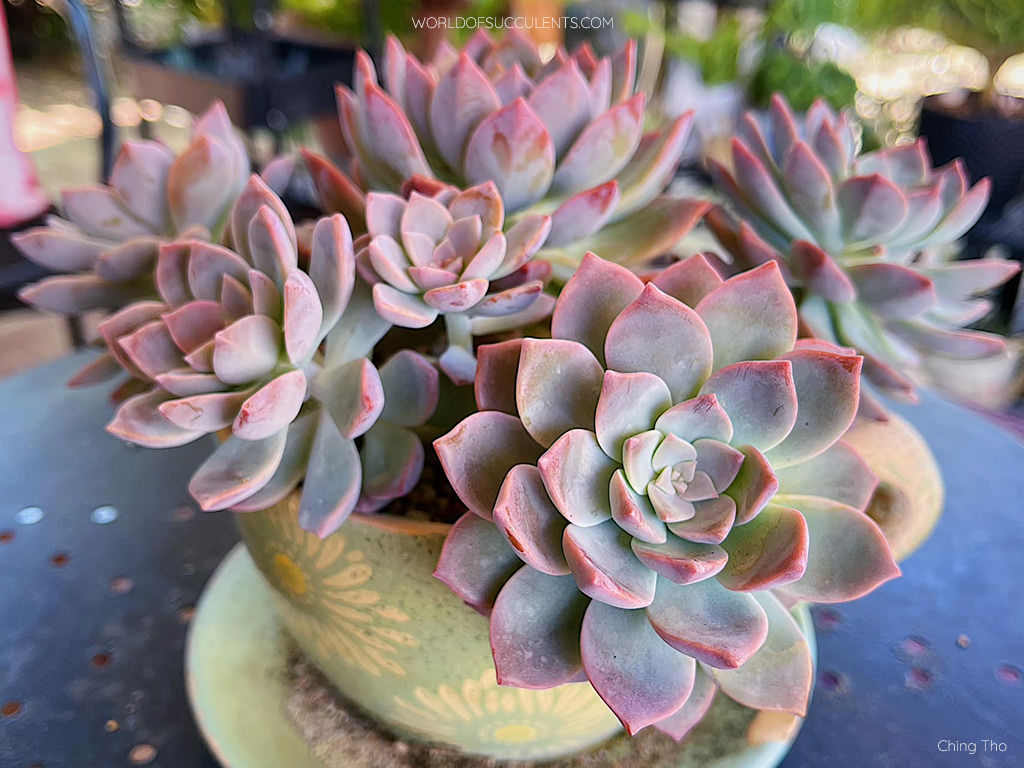 Graptoveria 'Milky Way'