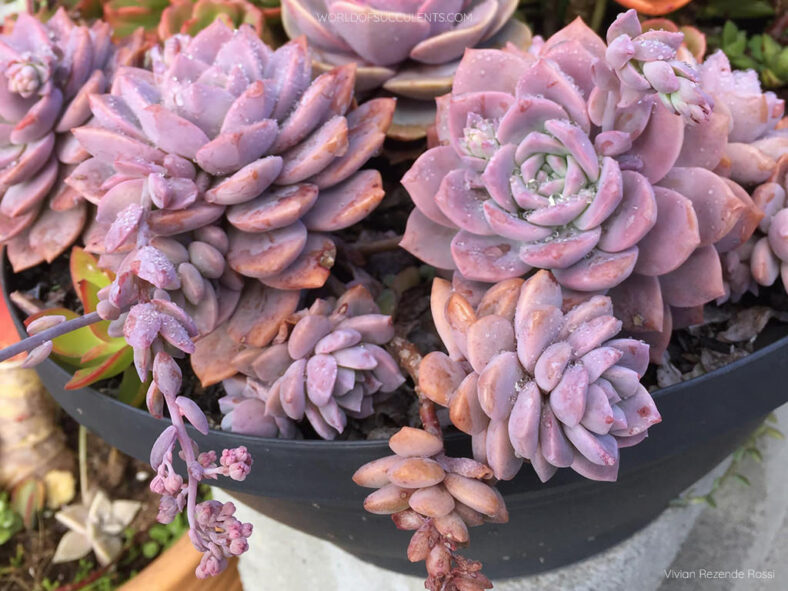 Graptoveria 'Milky Way'