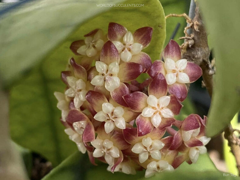 Hoya callistophylla