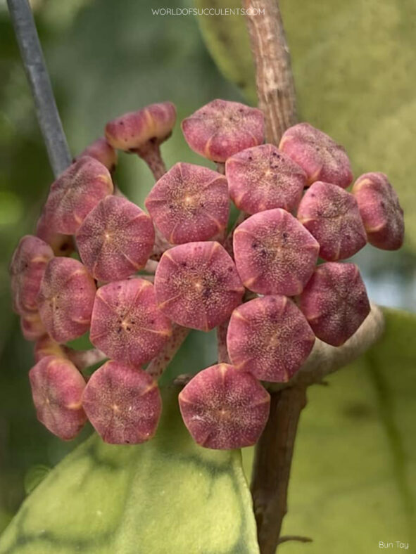 Buds of Hoya callistophylla