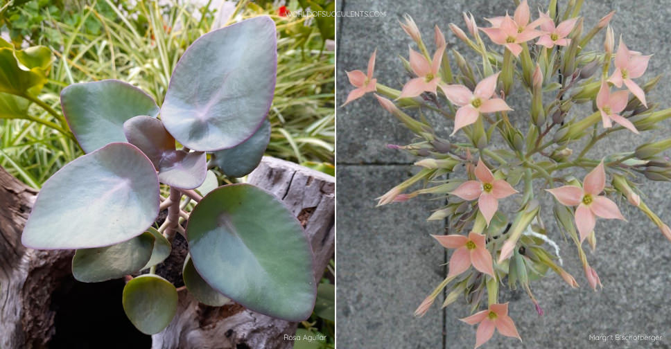 Kalanchoe nyikae - World of Succulents