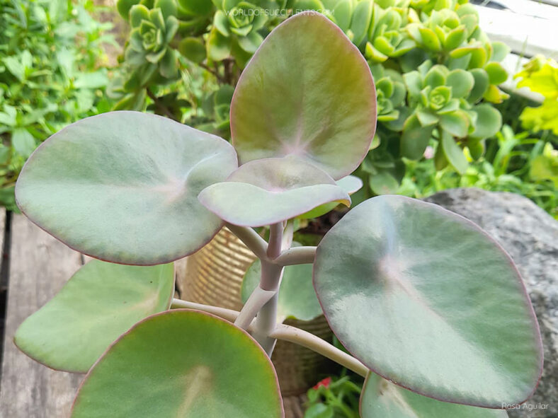 Kalanchoe nyikae