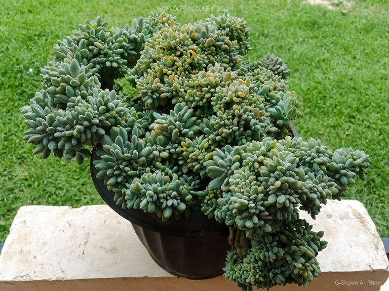 Pachyveria 'Clavifolia Cristata'