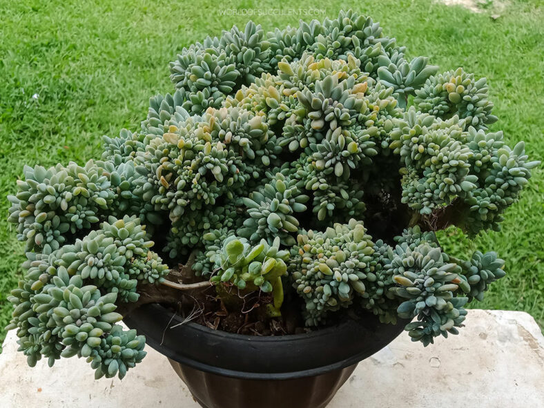 Pachyveria 'Clavifolia Cristata'