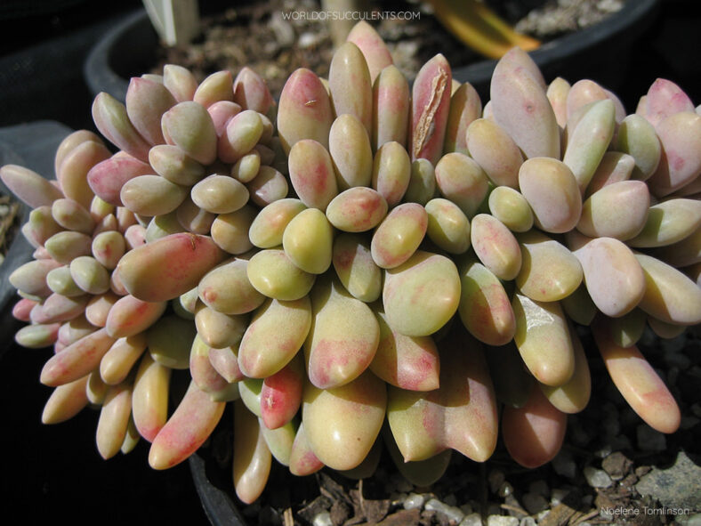 Pachyveria 'Clavifolia Cristata'