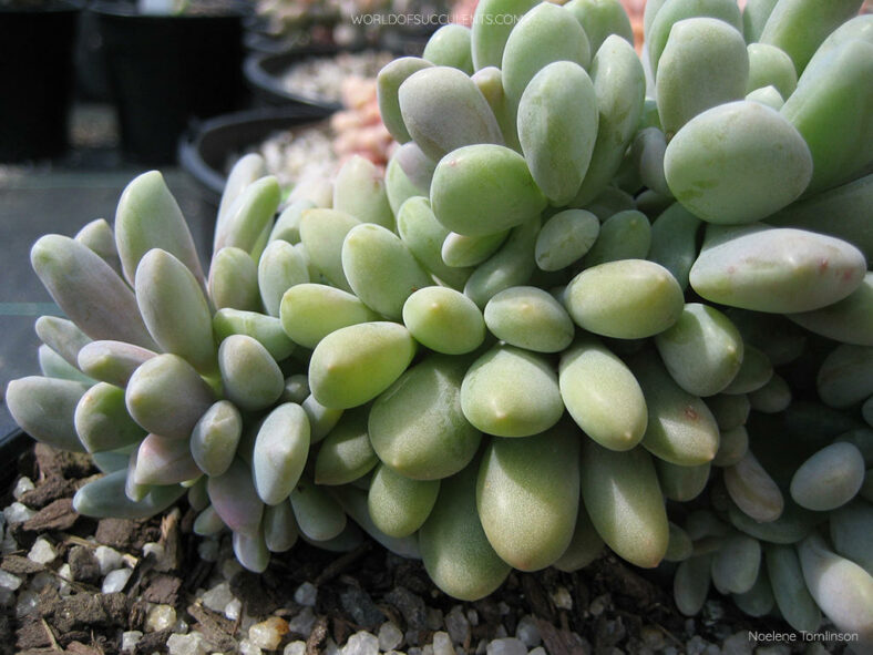 Pachyveria 'Clavifolia Cristata'