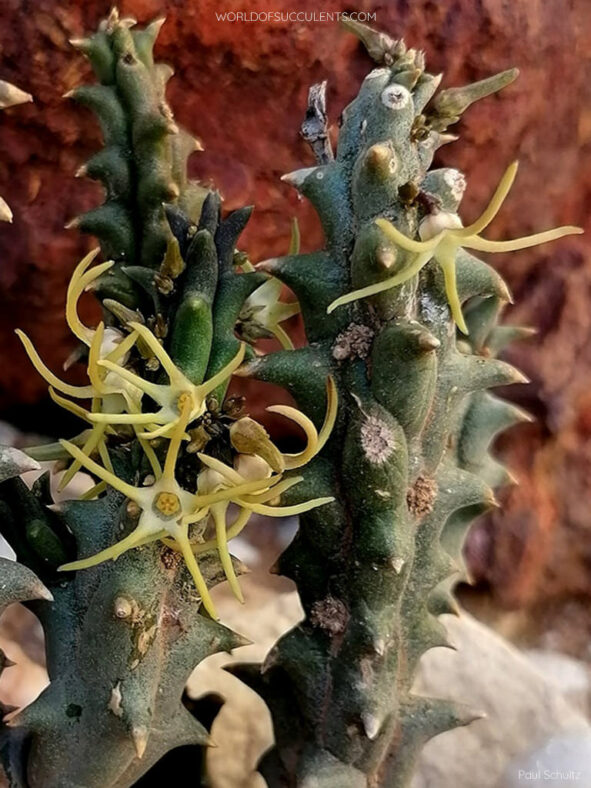 Quaqua incarnata subsp. tentaculata