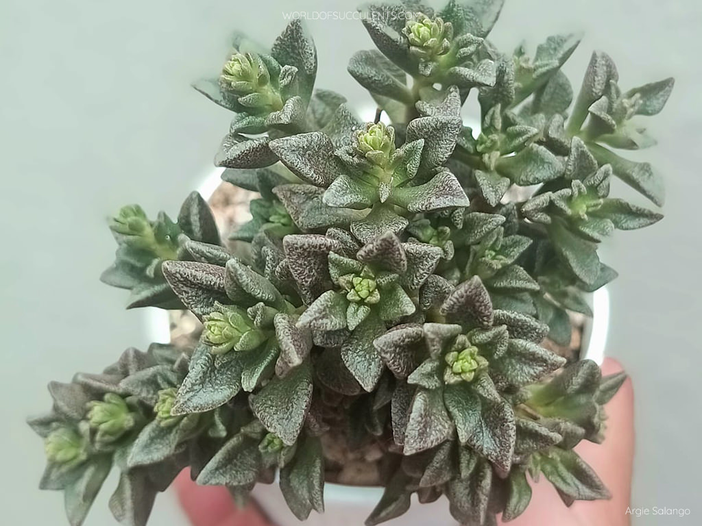 Sedum caducum