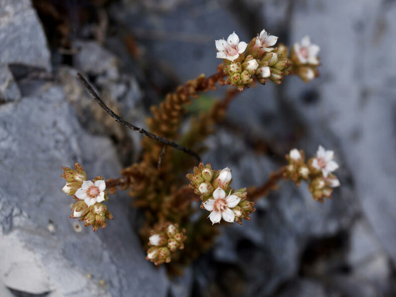 Sedum caducum