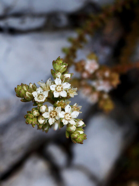 Sedum caducum