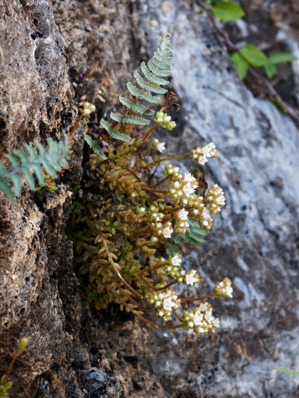 Sedum caducum