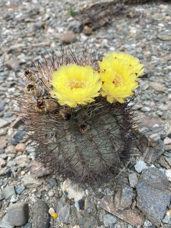 Acanthocalycium thionanthum aka Echinopsis thionantha