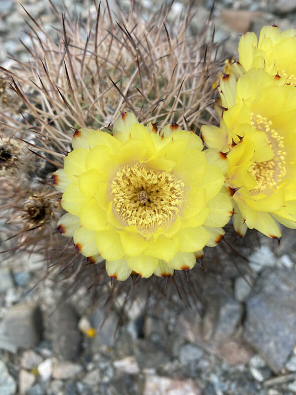 Acanthocalycium thionanthum aka Echinopsis thionantha