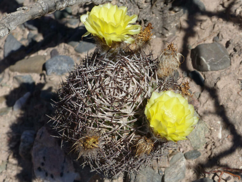 Acanthocalycium thionanthum aka Echinopsis thionantha