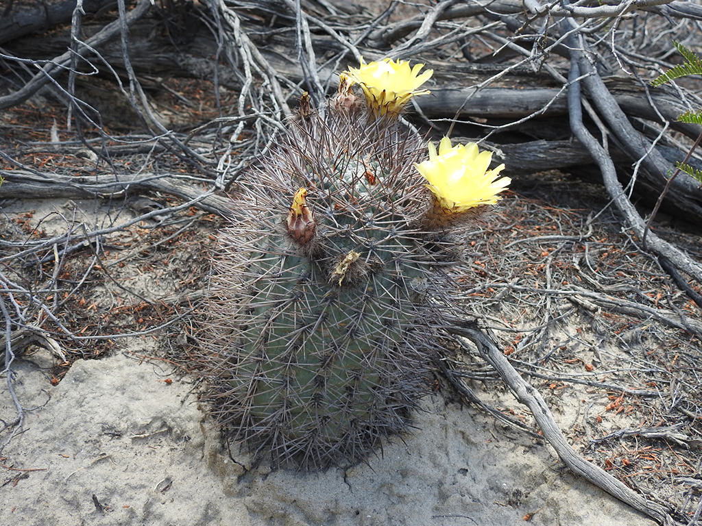 Acanthocalycium thionanthum aka Echinopsis thionantha