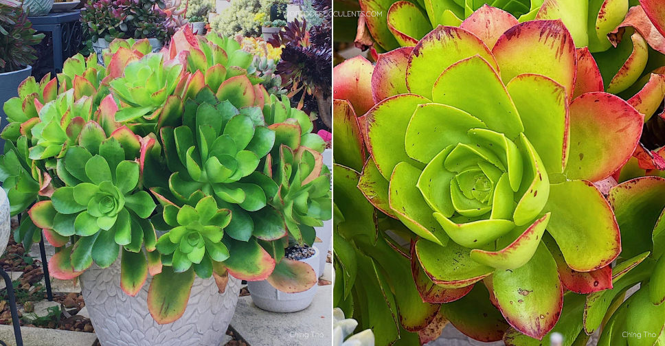 Aeonium 'Emerald Carpet' - World of Succulents