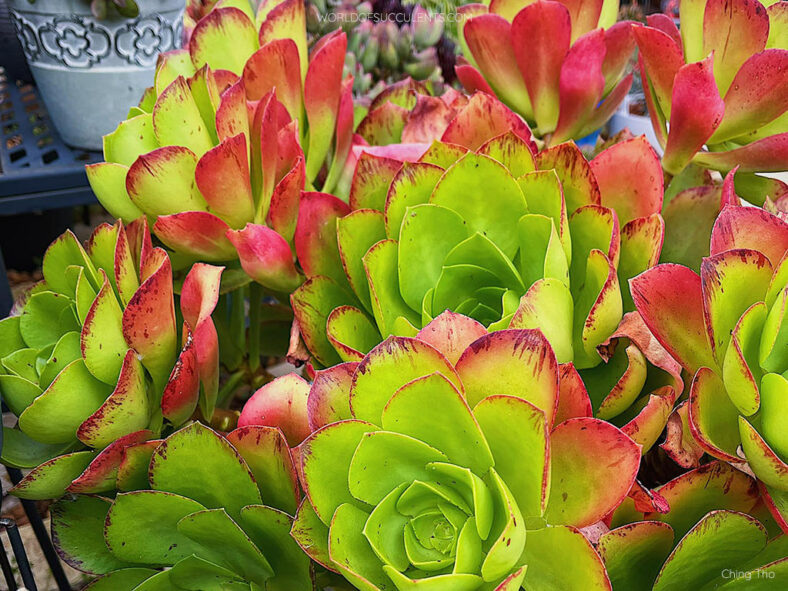 Aeonium 'Emerald Carpet'