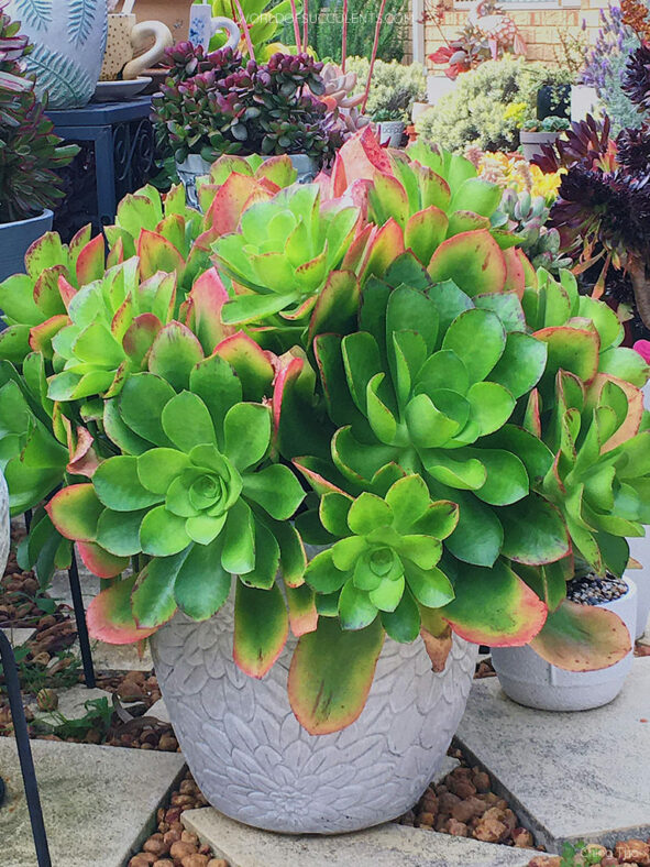 Aeonium 'Emerald Carpet'