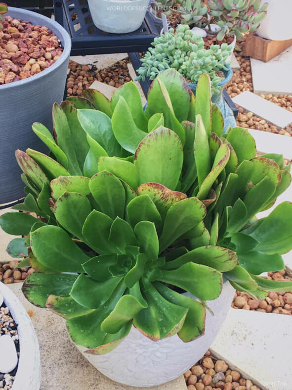 Aeonium 'Emerald Carpet'