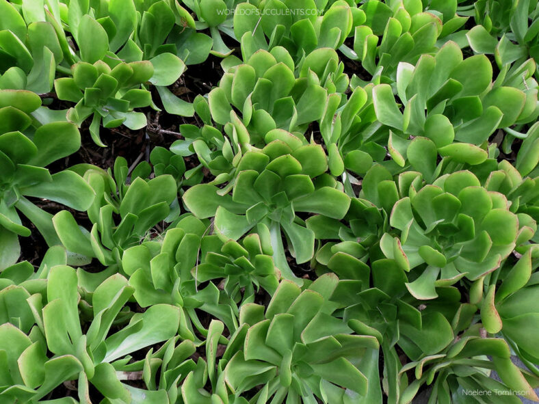 Aeonium 'Emerald Carpet'