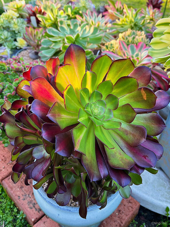 Aeonium 'Kilimanjaro'