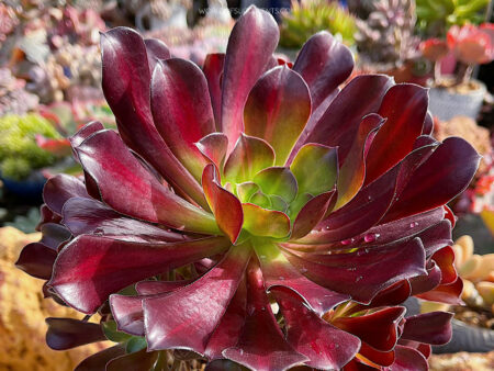 Aeonium 'Kilimanjaro' - World of Succulents