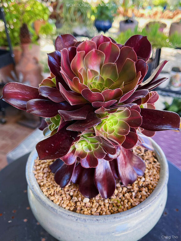 Aeonium 'Kilimanjaro'