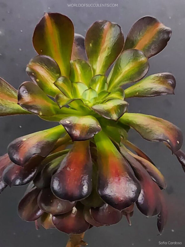 Aeonium 'Kilimanjaro'