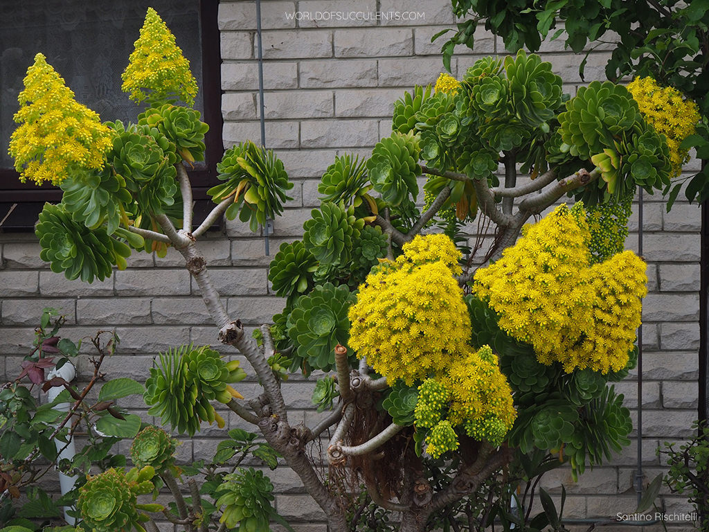 Aeonium arboreum, commonly known as Tree Aeonium