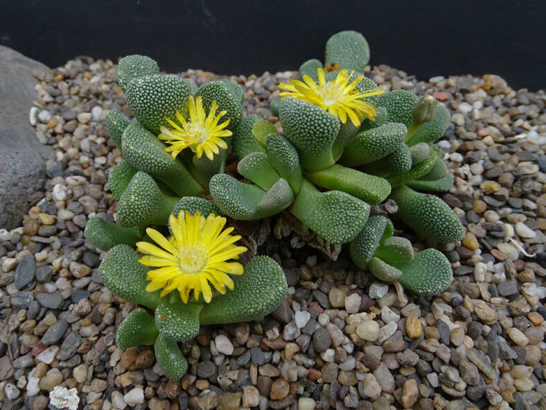 Aloinopsis villetii