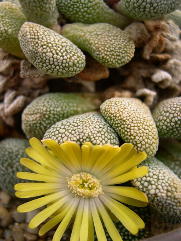 Aloinopsis villetii