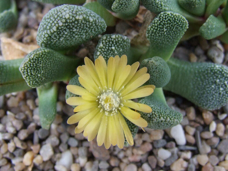 Aloinopsis villetii