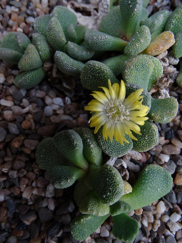 Aloinopsis villetii