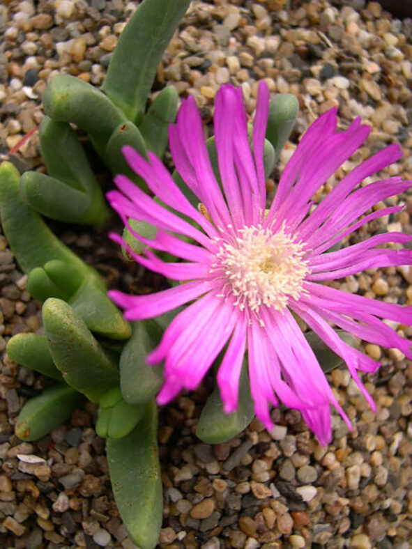 A flower of Antegibbaeum fissoides