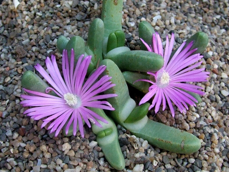 Antegibbaeum fissoides in bloom