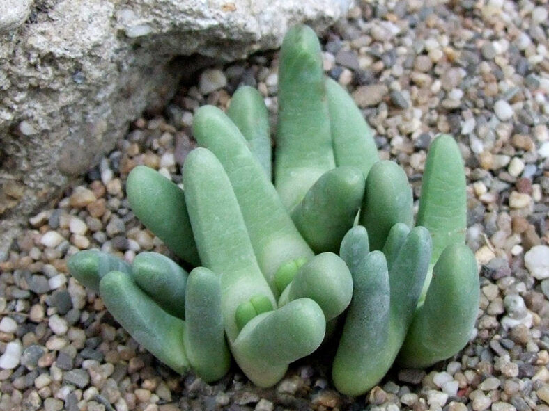 Antegibbaeum fissoides