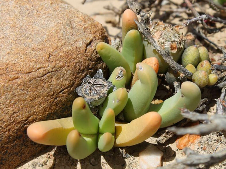 A seed capsule of Antegibbaeum fissoides