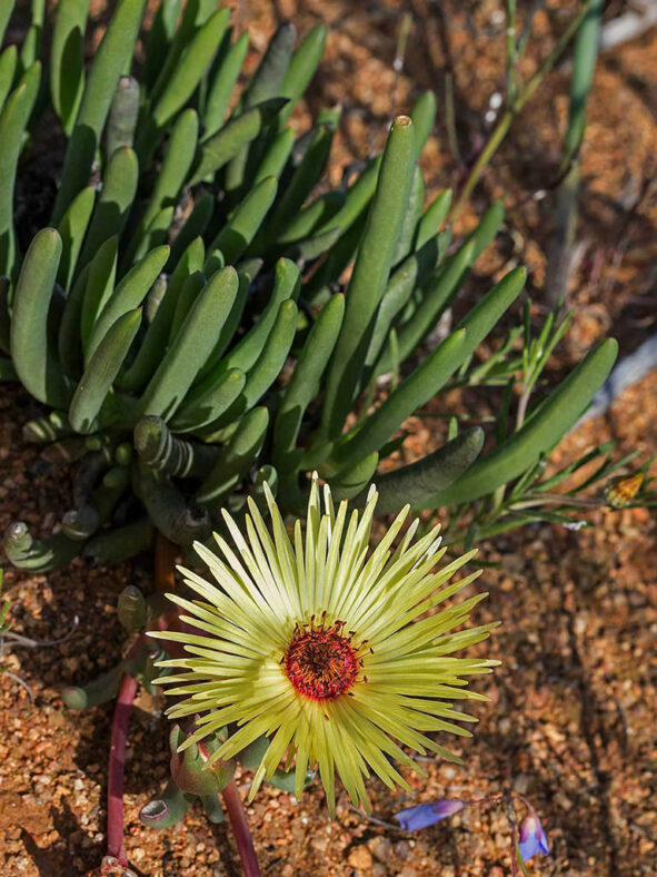 Cephalophyllum pillansii