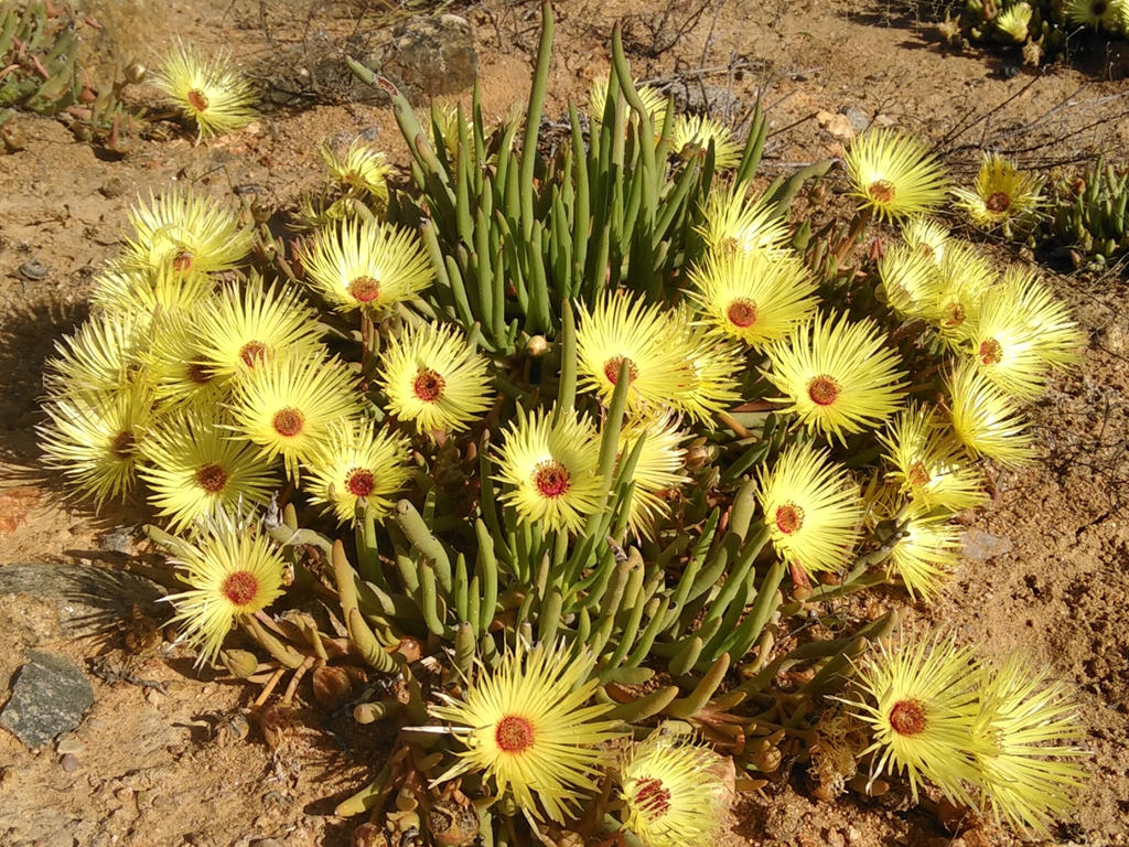 Cephalophyllum pillansii