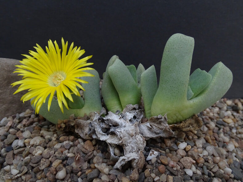 Cheiridopsis caroli-schmidtii in bloom