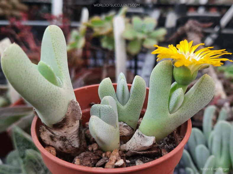 Cheiridopsis caroli-schmidtii in bloom