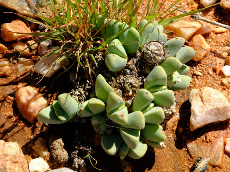 Fruits of Cheiridopsis caroli-schmidtii