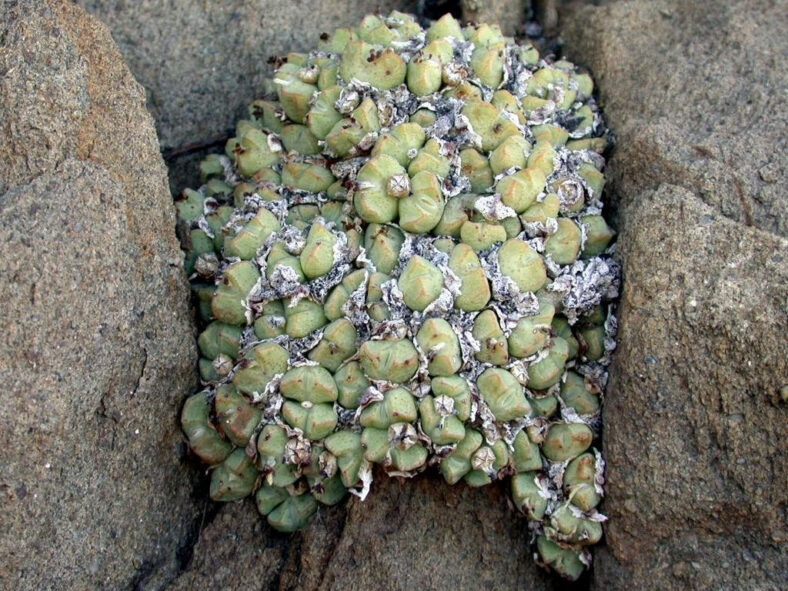 Conophytum quaesitum