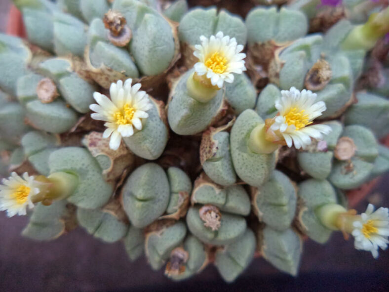 Conophytum quaesitum