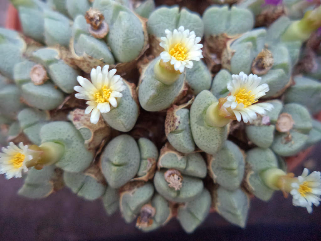 Conophytum quaesitum